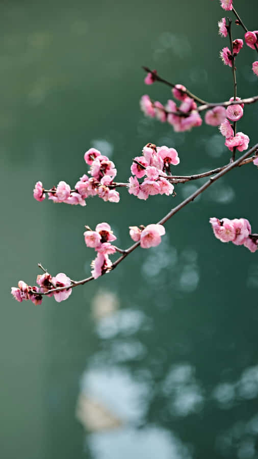 Delicate Pink Plum Blossoms Wallpaper