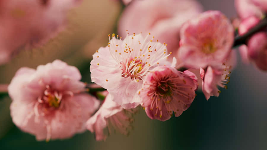 Delicate Pink Plum Blossoms Wallpaper