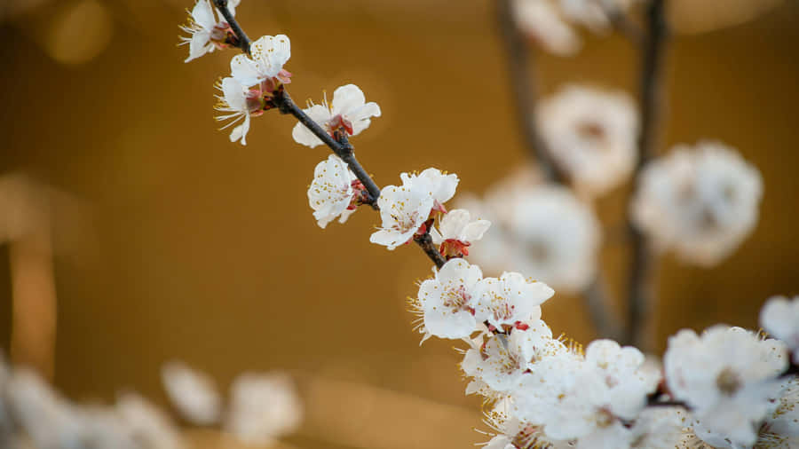 Delicate Plum Blossoms Wallpaper