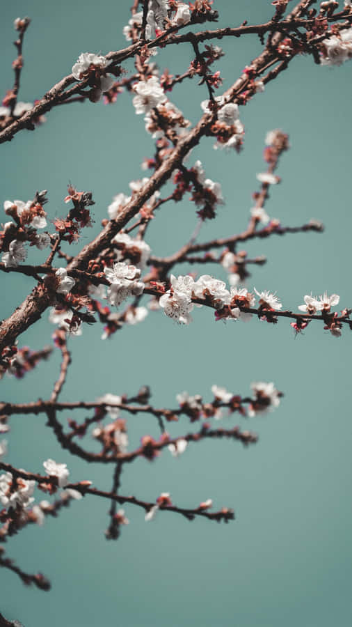 Delicate Plum Blossoms Beauty Wallpaper
