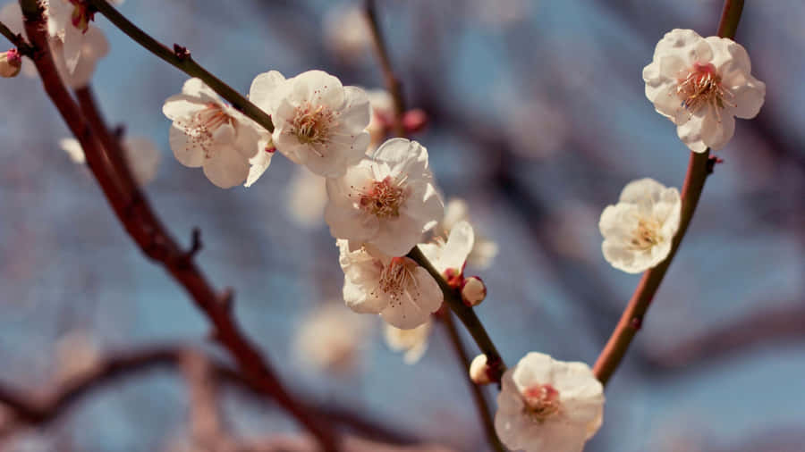 Delicate Plum Blossoms Wallpaper