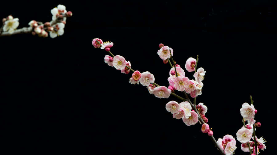 Delicate Plum Blossoms Wallpaper