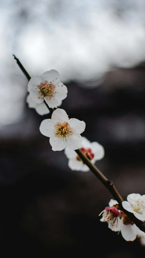 Delicate White Plum Blossoms Wallpaper