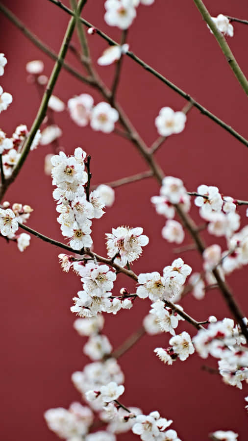 Delicate White Plum Blossoms Wallpaper