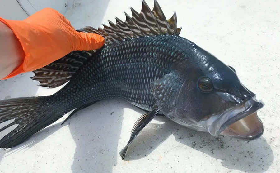 Delicious Black Sea Bass Caught Fresh Wallpaper