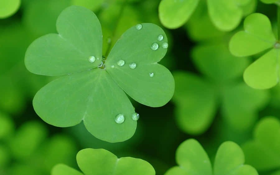 Dew Kissed Clover St Patricks Day.jpg Wallpaper