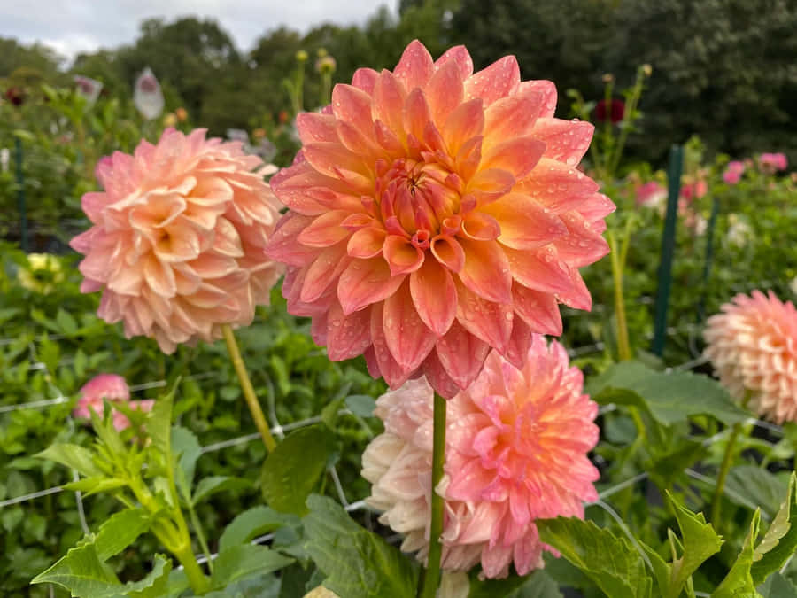 Dew Kissed Pink Dahlias Wallpaper