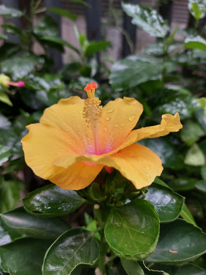 Dew Kissed Yellow Hibiscus Flower Wallpaper
