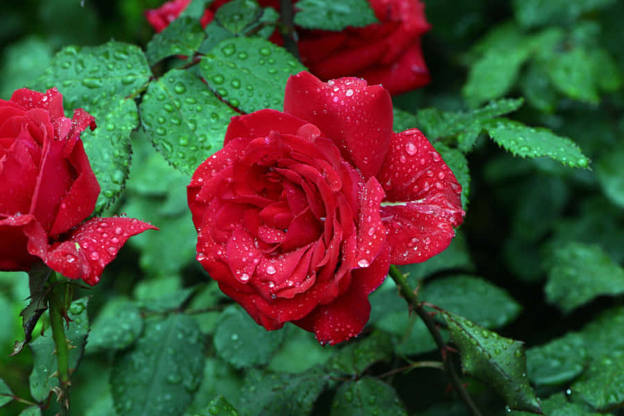 Dewy Rose Blooming In The Rain Wallpaper