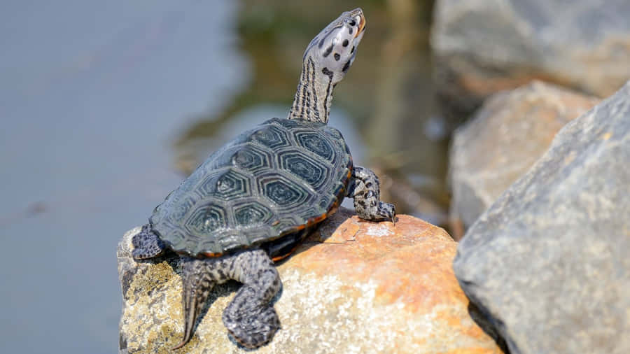 Diamondback Terrapinon Rocks Wallpaper