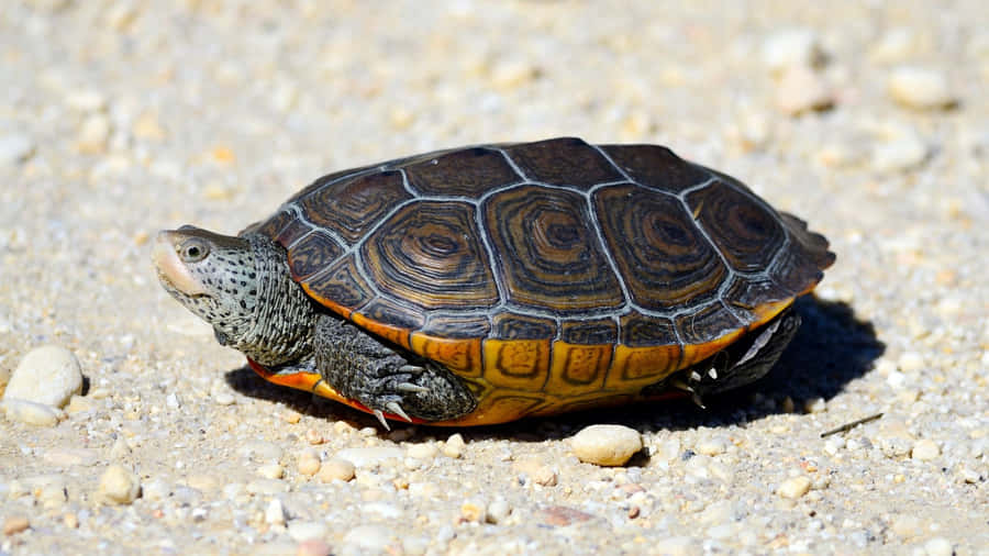 Diamondback Terrapinon Sand Wallpaper