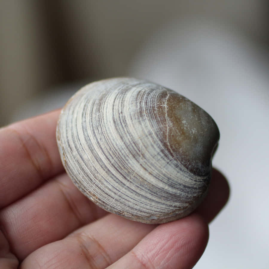 Discover The Sand-covered Mysteries Of The Beach With This Perfect Clam Shell. Wallpaper