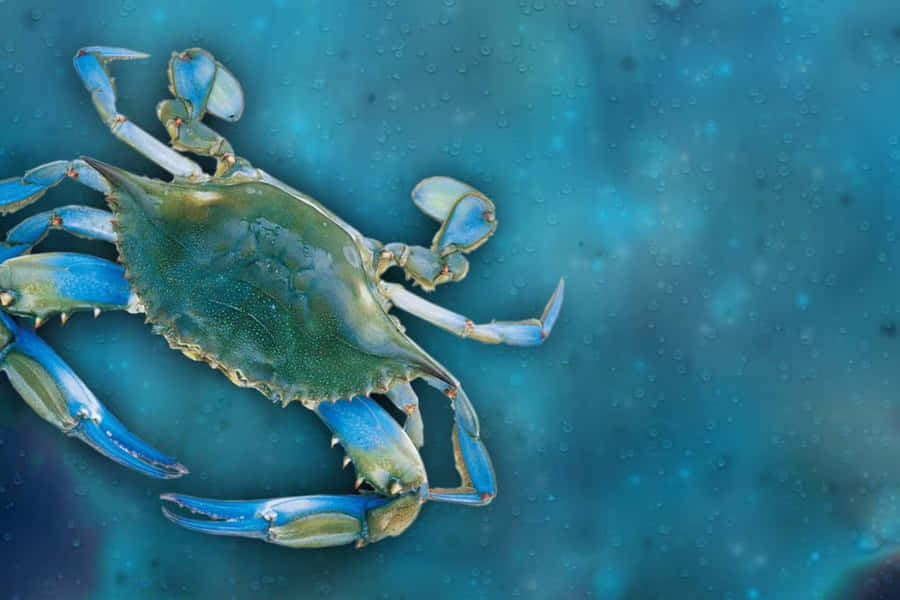 Distinguished Blue Crab On Shore Wallpaper