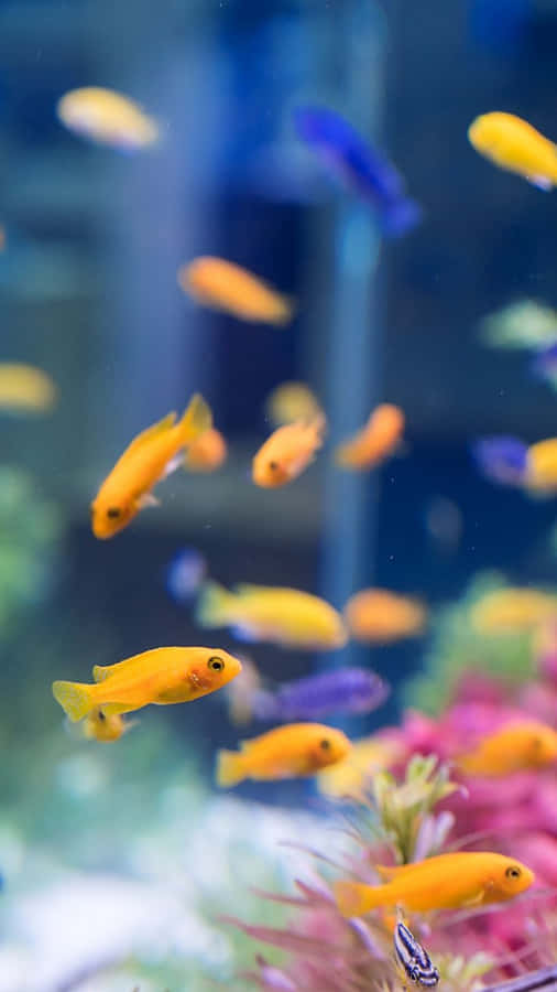 Dive Into A Virtual Aquarium With Your Iphone Wallpaper