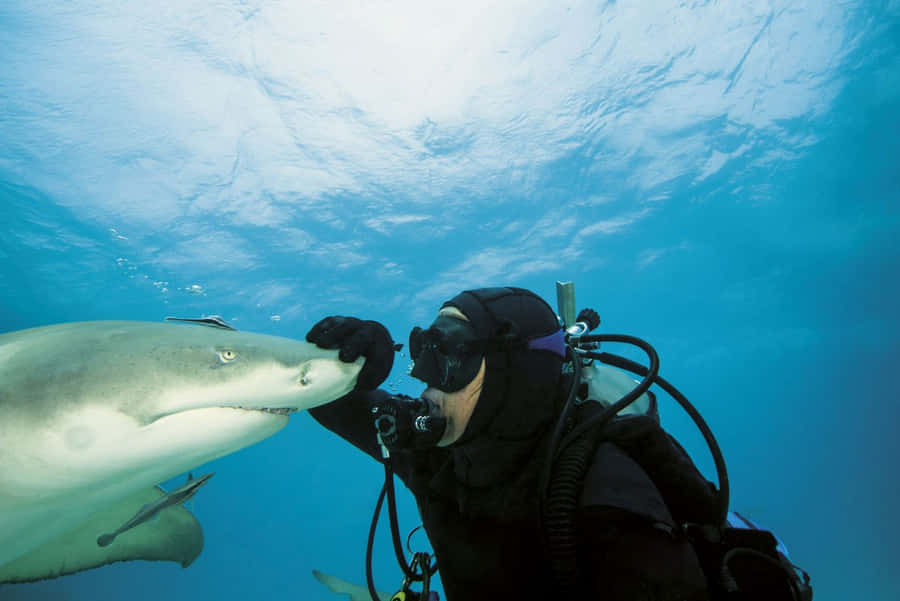 Diver Interacting With Lemon Shark Wallpaper