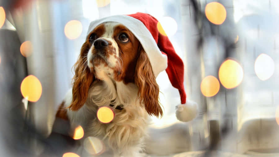 Dog Wearing Christmas Hat Wallpaper