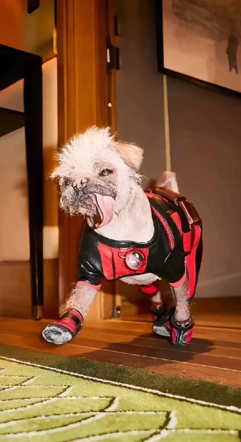 Dogpool Costume Fun Wallpaper