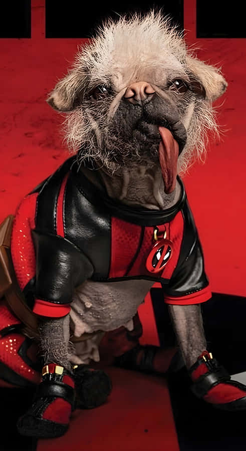 Dogpool Inspired Costume Wallpaper