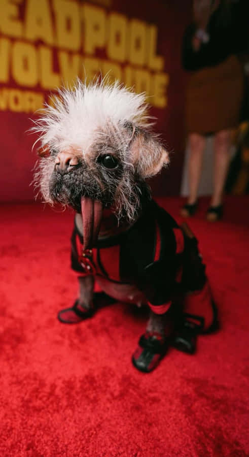 Dogpool The Ultimate Canine Hero Wallpaper