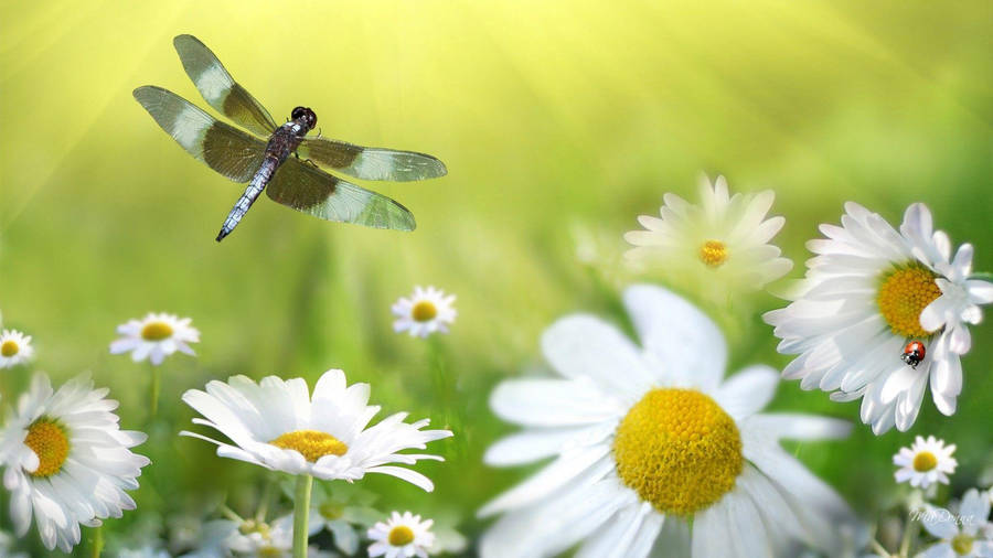 Dragonfly Above White Daisies Wallpaper