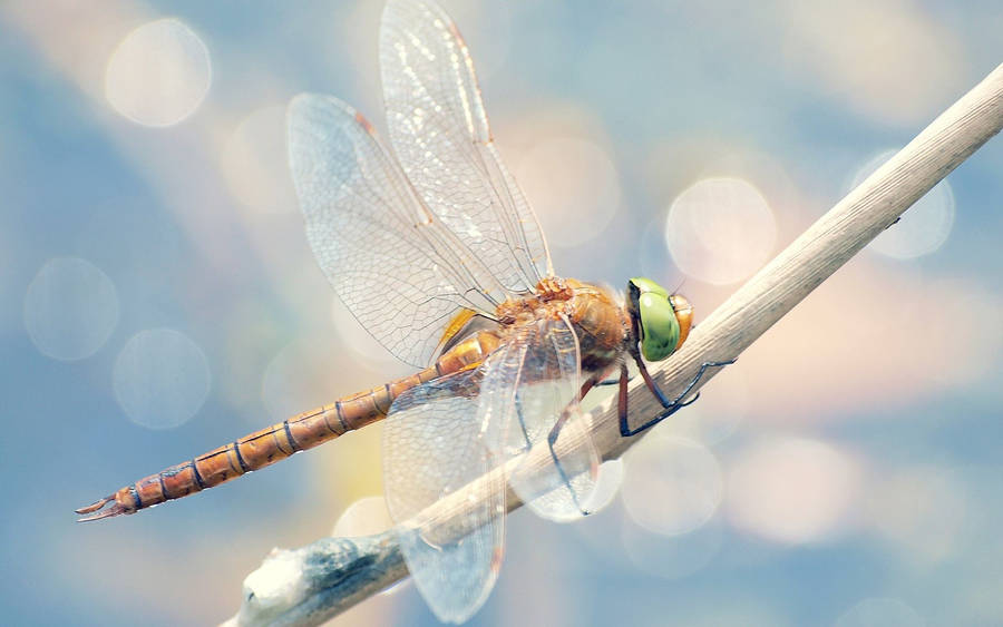 Dragonfly On A White Twig Wallpaper