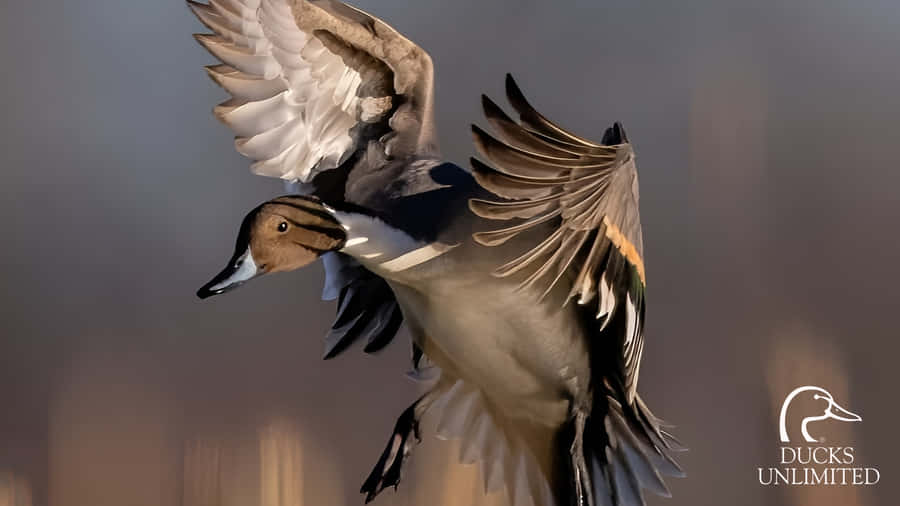 Ducks In Flight Wallpaper