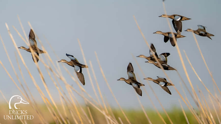 Ducks In Flight Over Wetlands Wallpaper