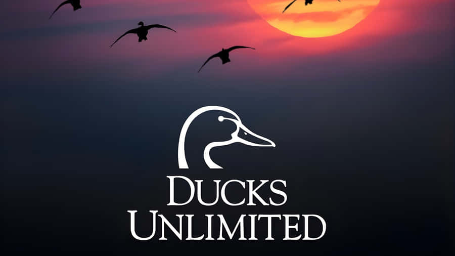 Ducks Unlimited Conservation Efforts Wallpaper