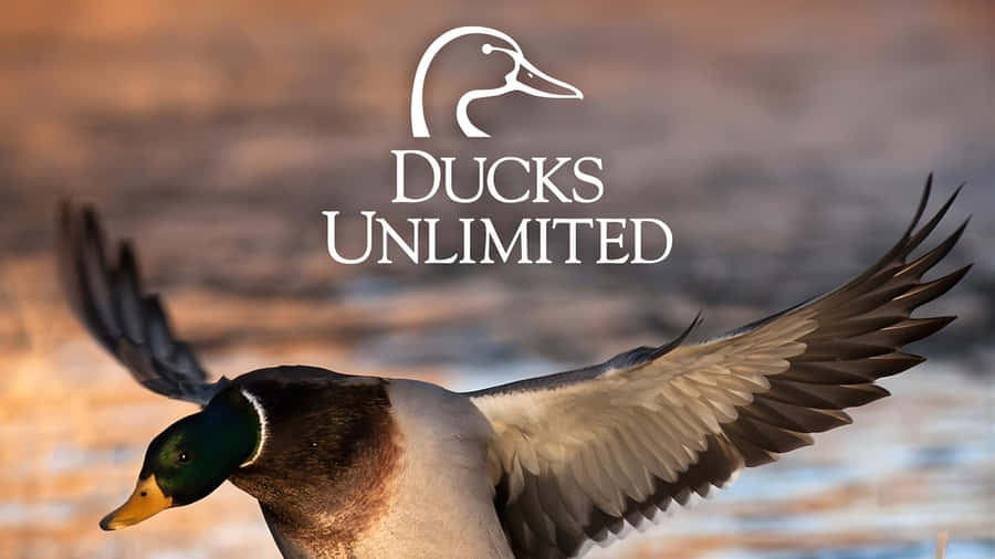 Ducks Unlimited Conservation Efforts Wallpaper