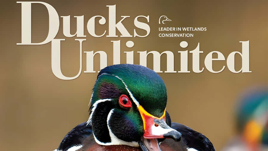 Ducks Unlimited Conservation Efforts Wallpaper