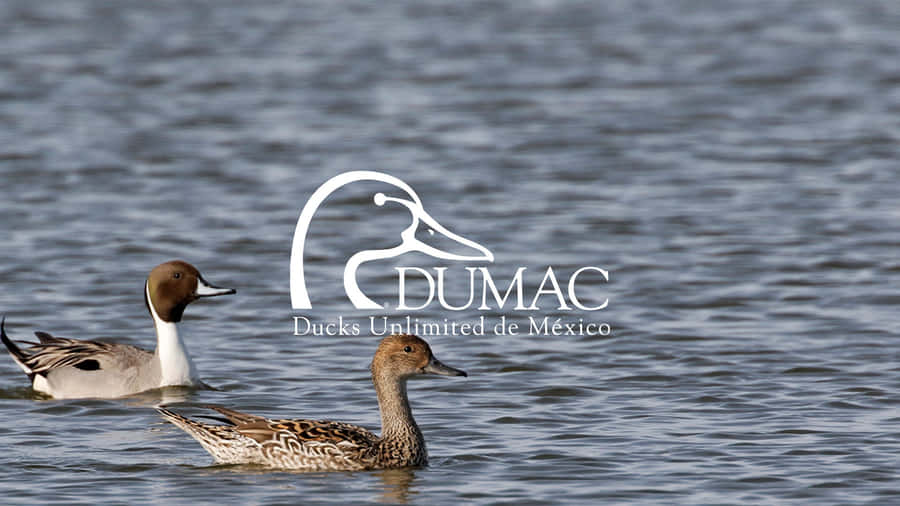 Ducks Unlimited Conservation Efforts Wallpaper