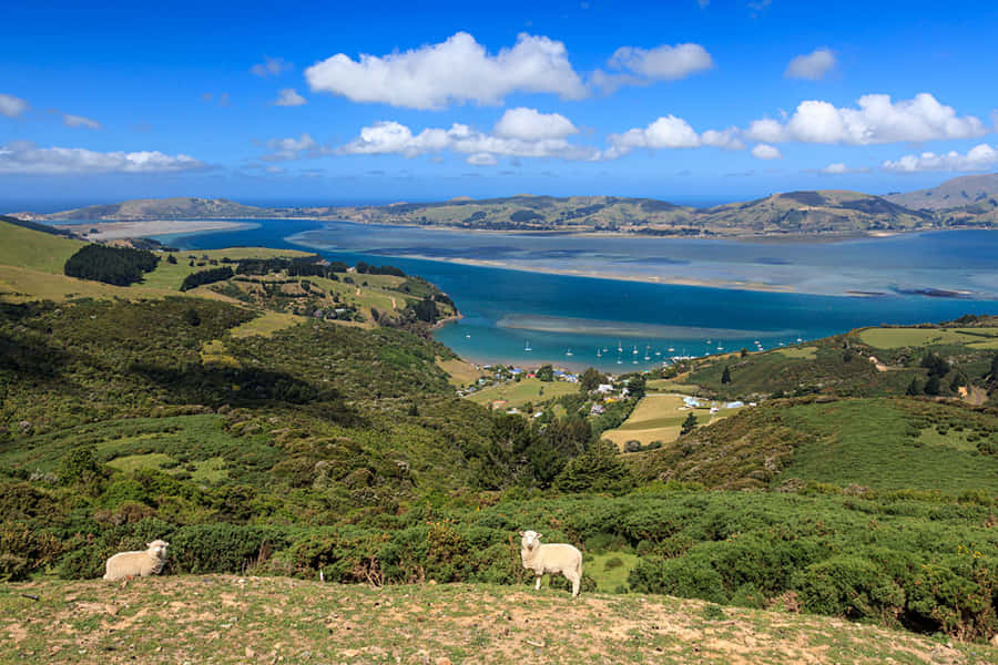 Dunedin New Zealand Coastal Landscape Wallpaper