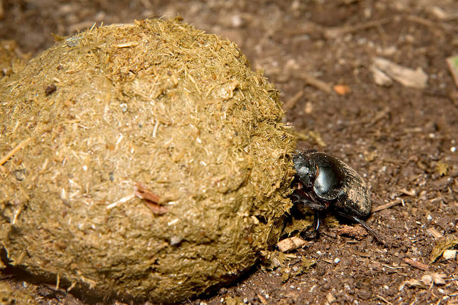 Dung Beetle Hardat Work.jpg Wallpaper