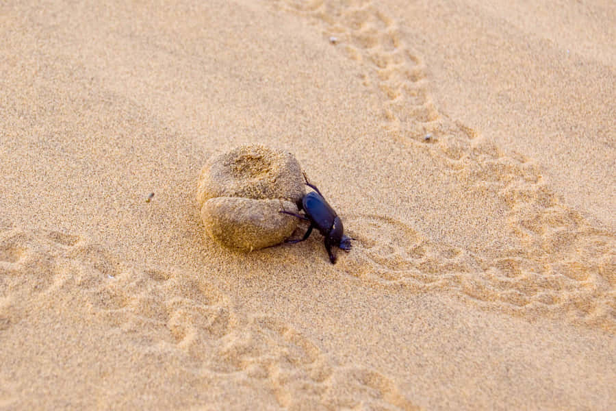 Dung Beetle Workingon Sand Wallpaper