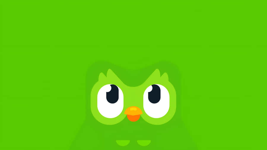 Duolingo Owl Mascot Wallpaper