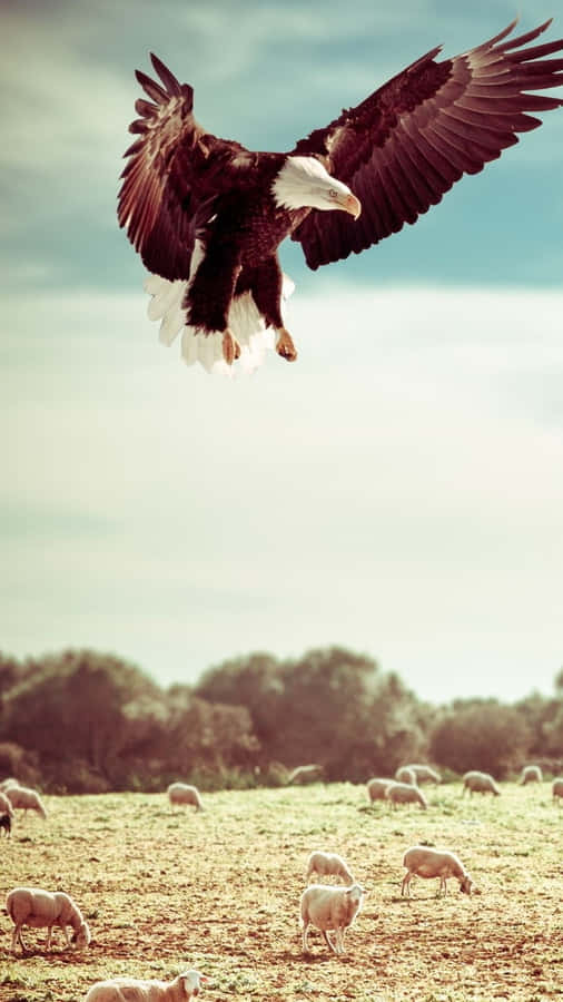 Eagle Hunting Iphone Wallpaper
