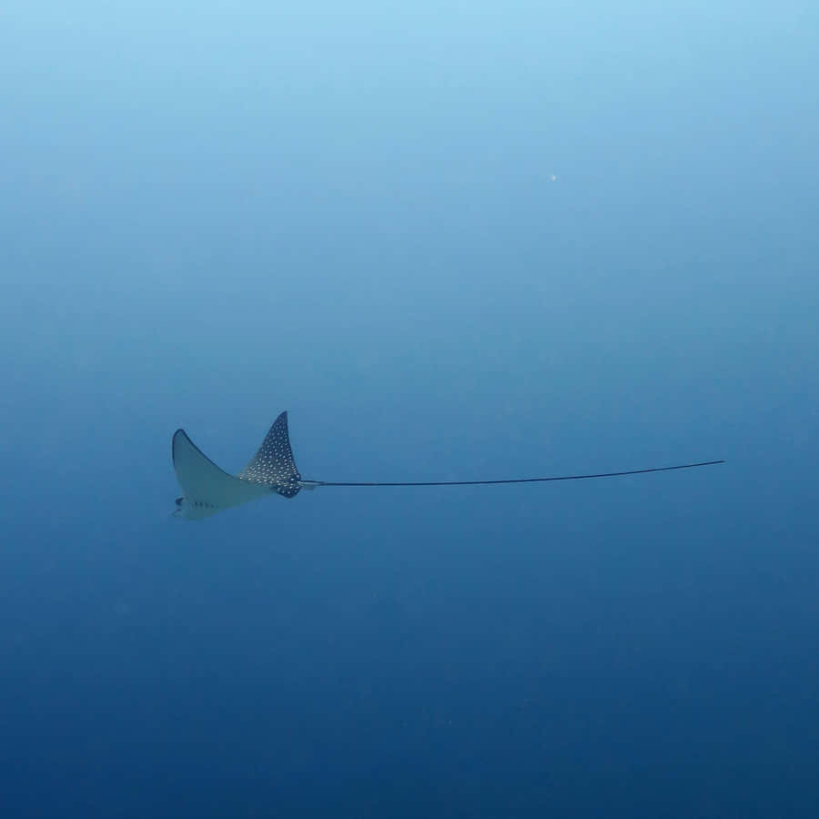 Eagle Ray Gliding Through Blue Waters Wallpaper