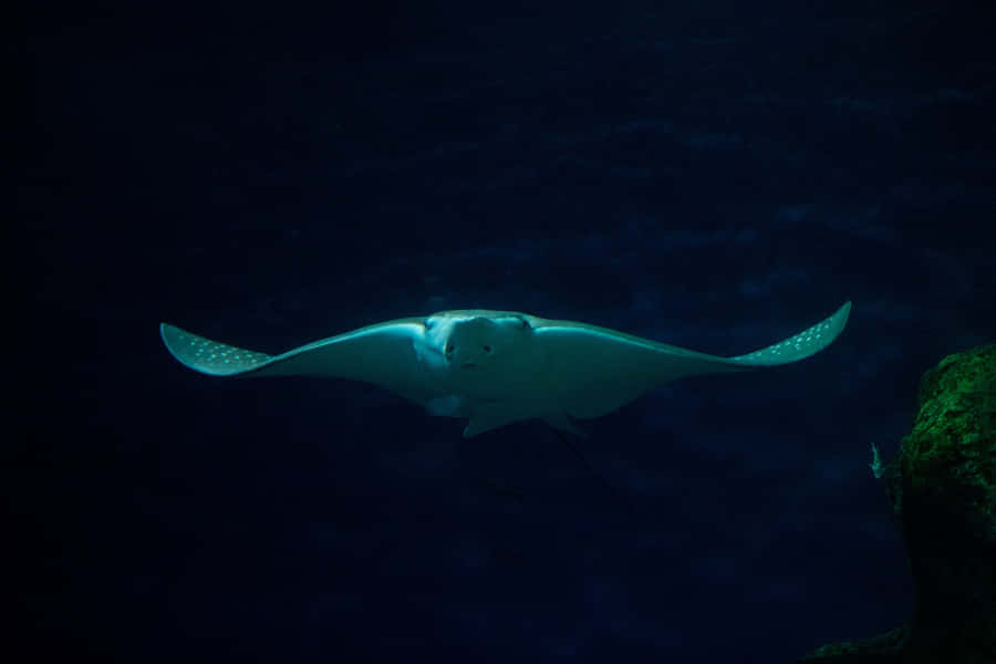 Eagle Rayin Deep Blue Wallpaper