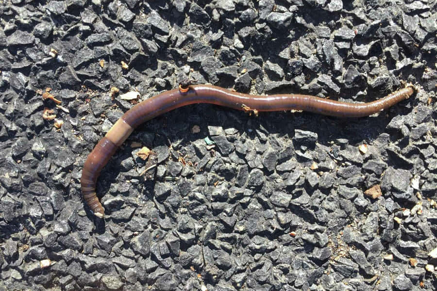 Earthwormon Asphalt Wallpaper