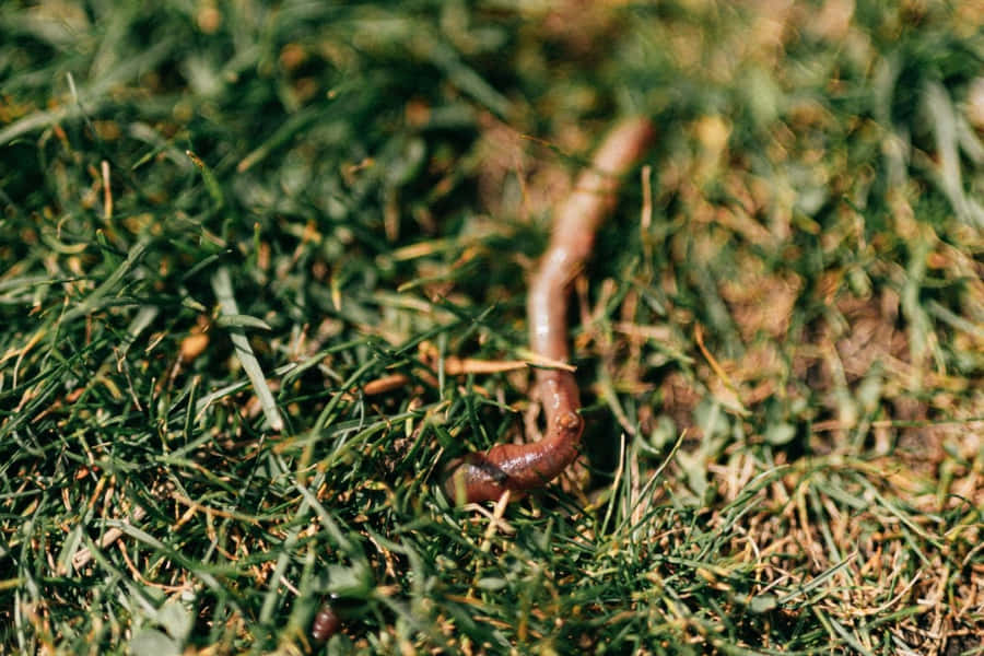 Earthwormon Grass Wallpaper