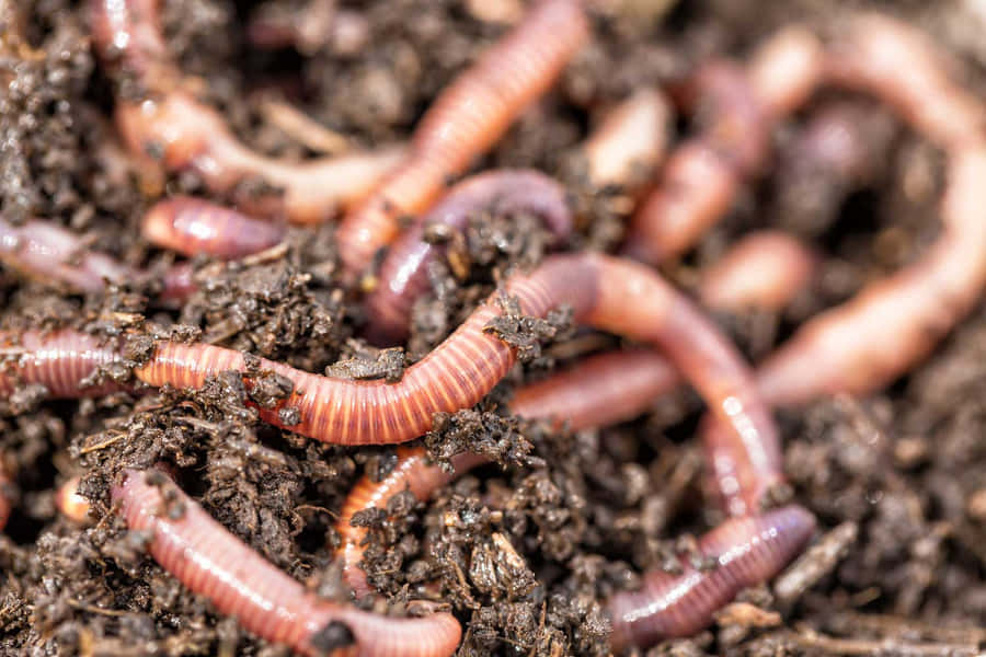 Earthworms In Soil Wallpaper