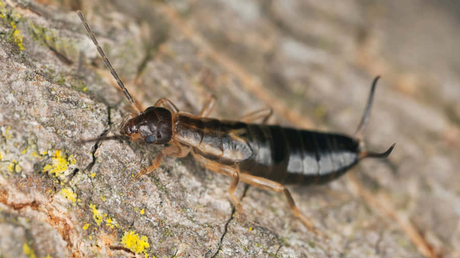 Earwigon Bark.jpg Wallpaper