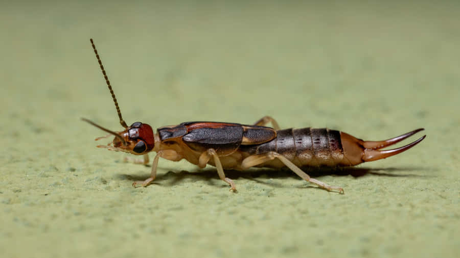 Earwigon Green Background.jpg Wallpaper