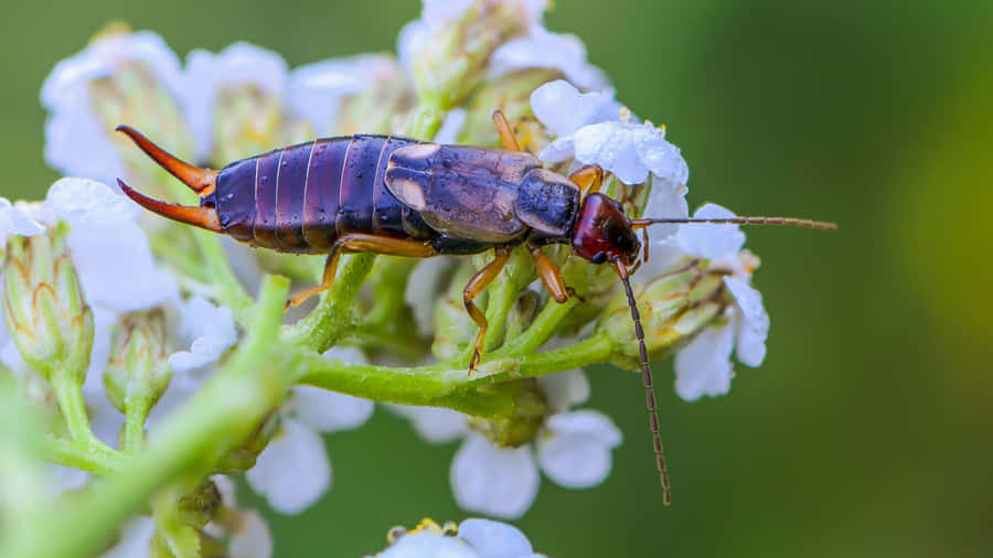Earwigon White Flowers Wallpaper