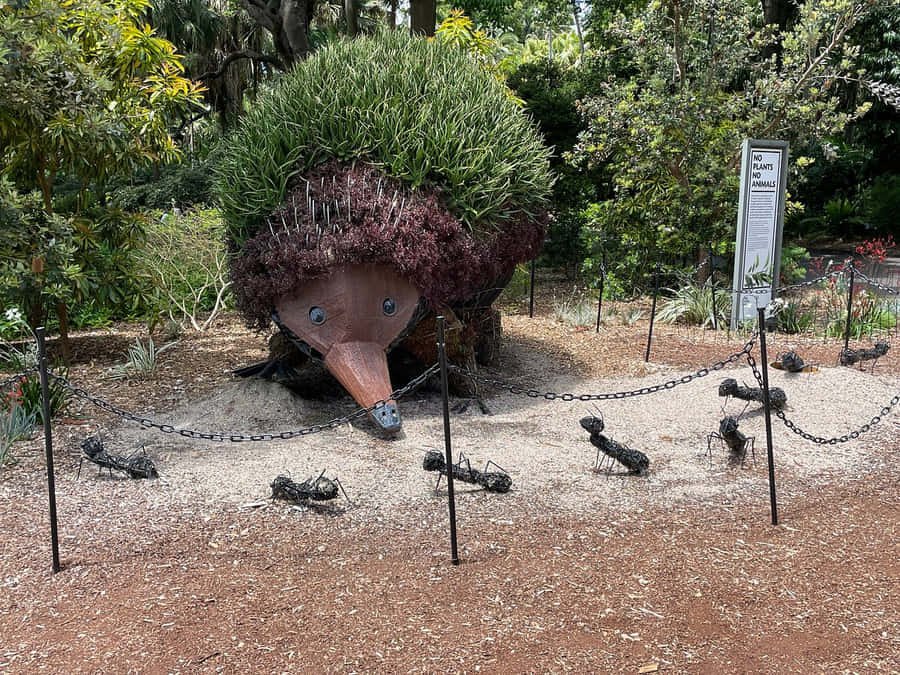Echidna Topiary Sculpture Royal Botanic Garden Sydney Wallpaper