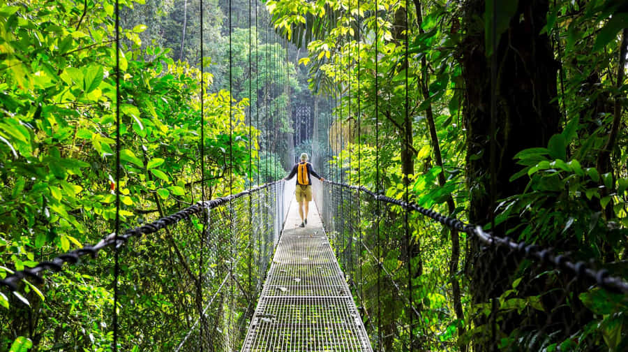 Eco-friendly Adventure In The Lush Forest Wallpaper