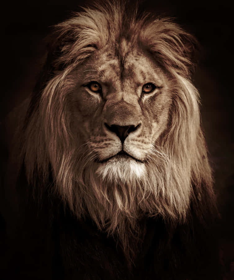 Effective Lion Portrait [wallpaper] Wallpaper