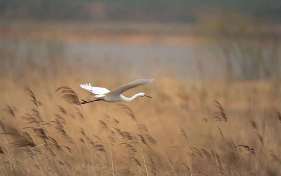 Egret Gliding Over Golden Field.jpg Wallpaper