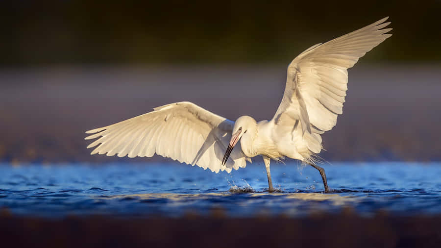 Egretin Flight Water Landing Wallpaper