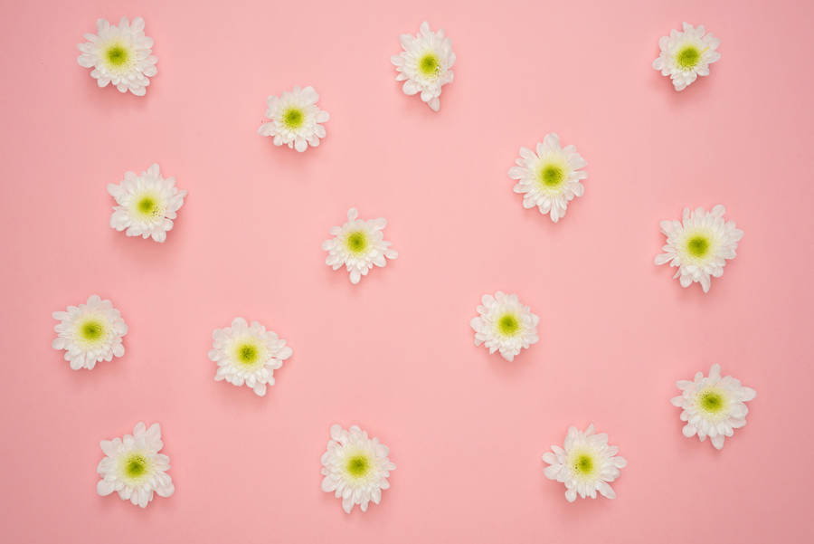 Elegant 4k Tablet Displaying Vibrant Pink Daisies Wallpaper